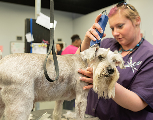 Woman cutting hair of small white dog
