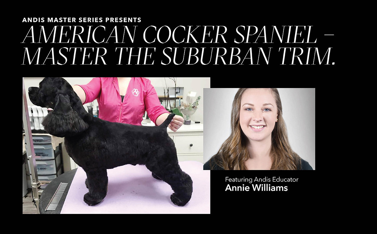 American Cocker Spaniel- Master the Suburban Trim